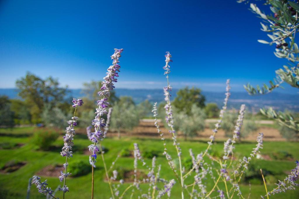 Odina Agriturismo Loro Ciuffenna Dış mekan fotoğraf